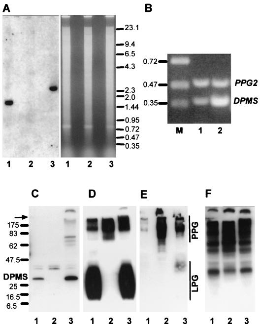 FIG. 8