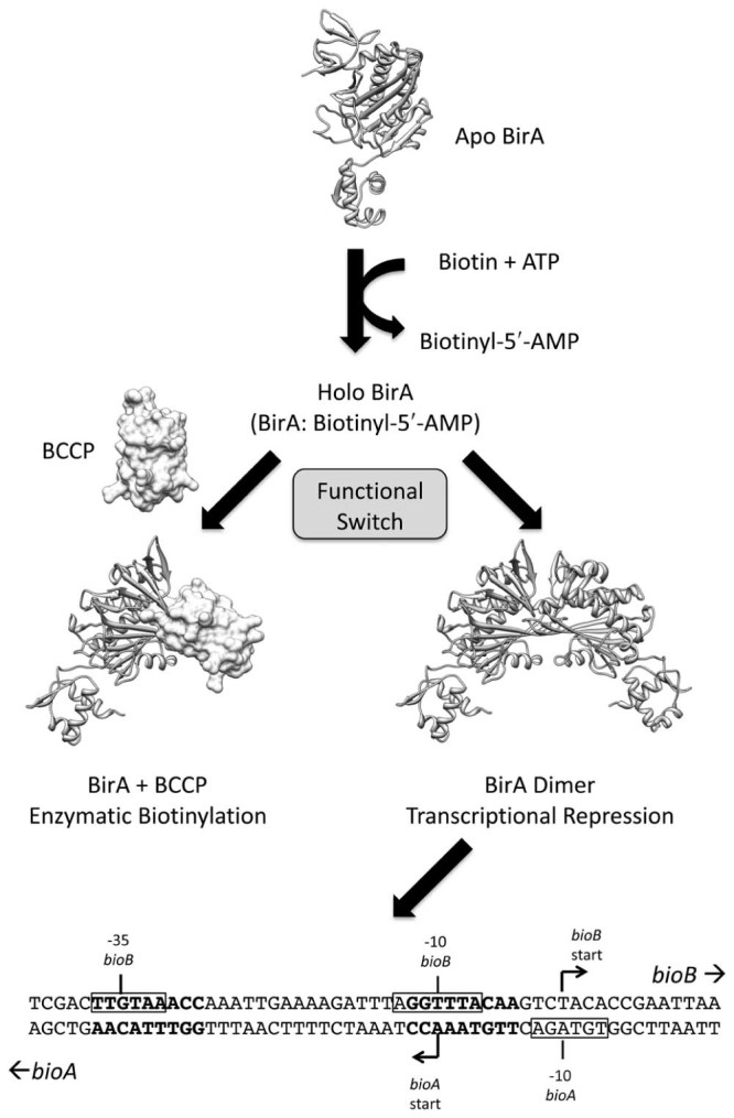 Fig. 1