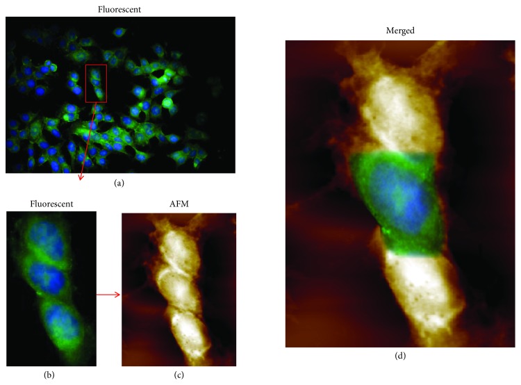 Figure 5