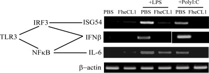 FIGURE 5.