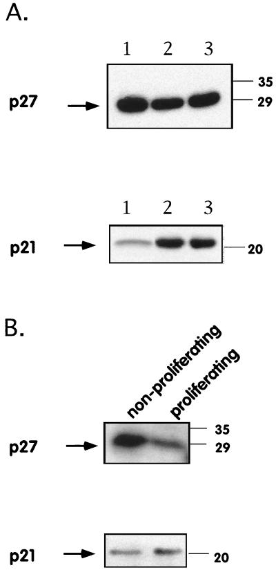 FIG. 5