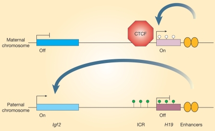 Figure 4