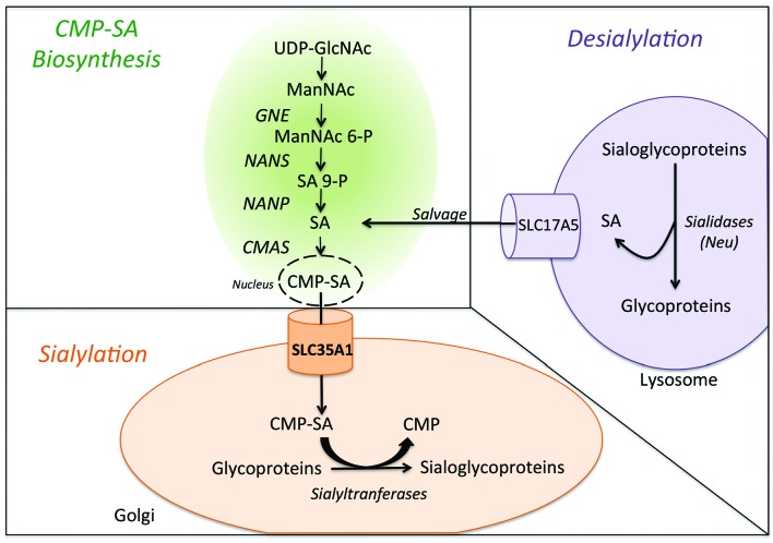 Figure 1.