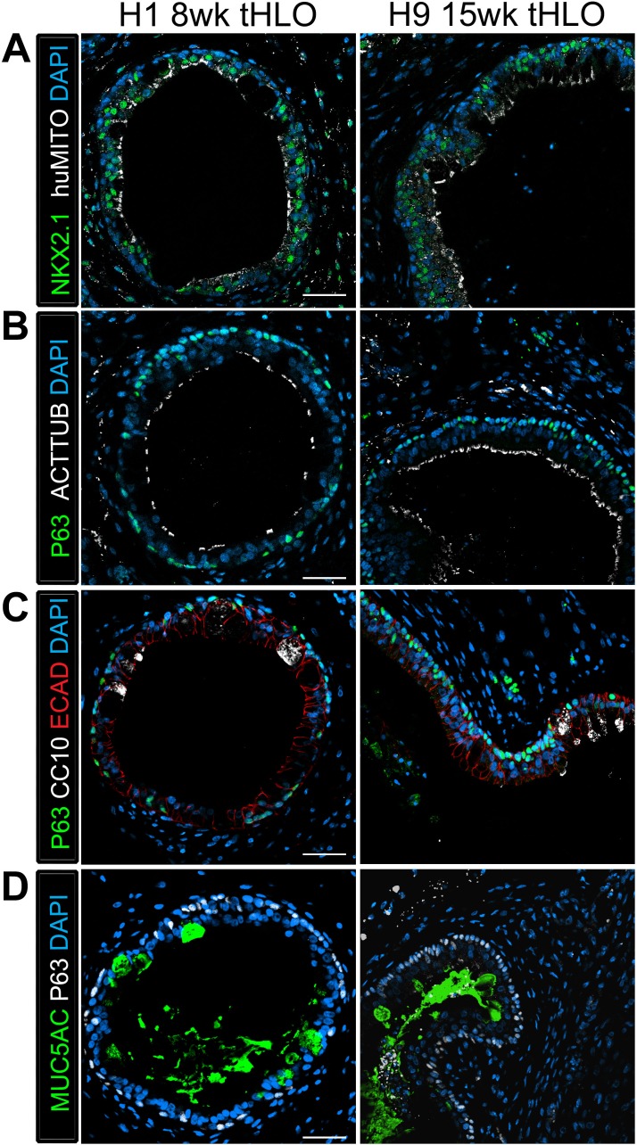 Figure 3—figure supplement 2.