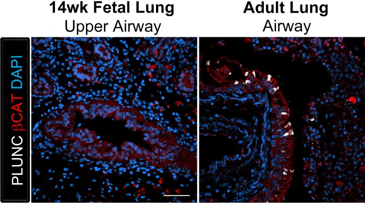 Figure 3—figure supplement 1.