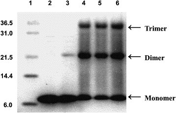 Fig. 3