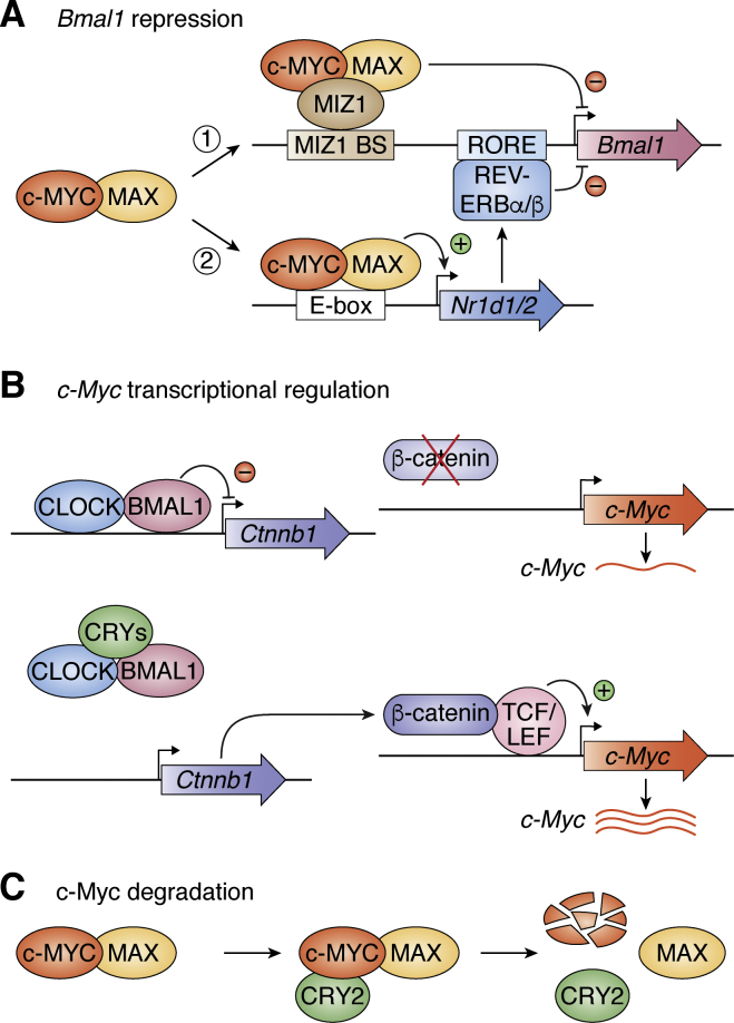 Figure 4