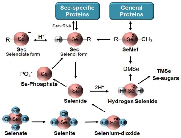 Fig. 3.