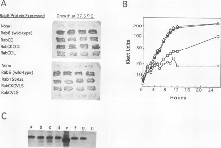 graphic file with name molcellb00001-0782-a.jpg