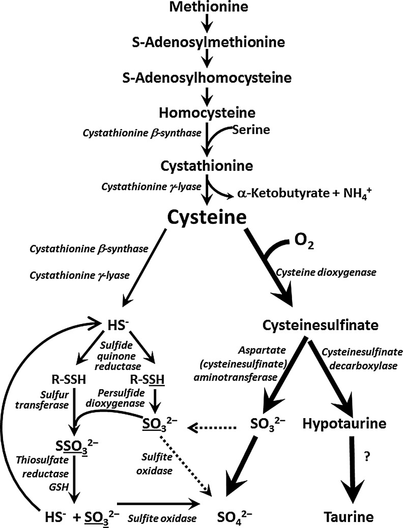 FIG. 1.