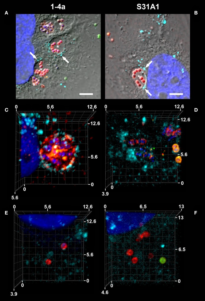 Figure 6