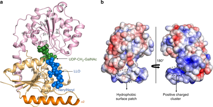 Fig. 2
