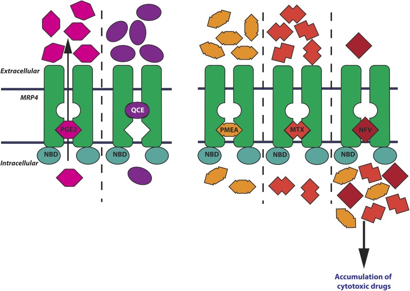 Fig. 6.