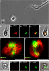 Figure 16.