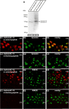 Figure 13.