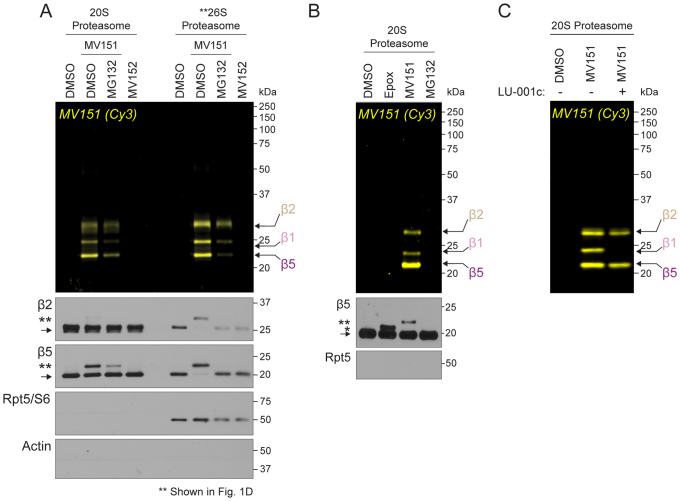 Supplemental Figure S1