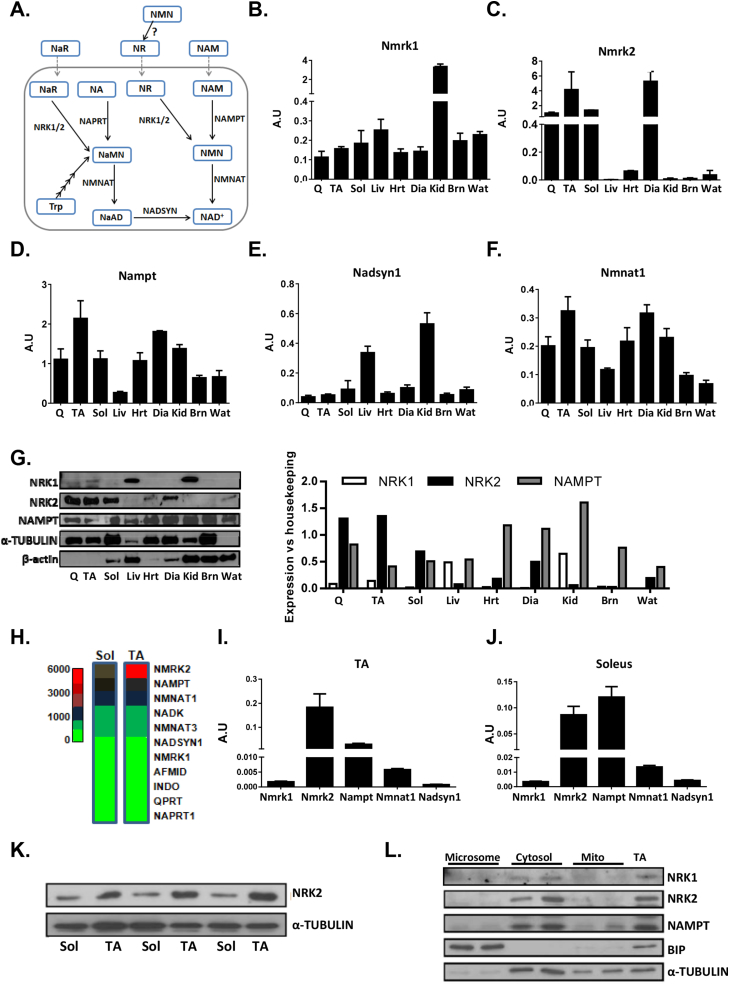 Figure 1