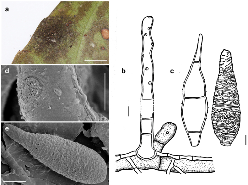 Figure 13.