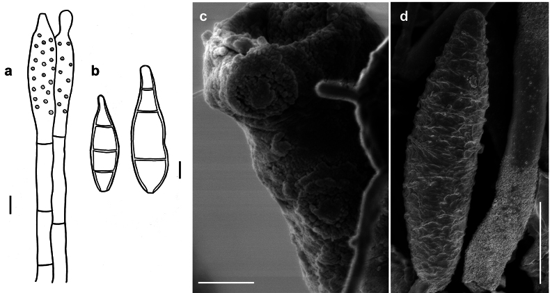 Figure 7.