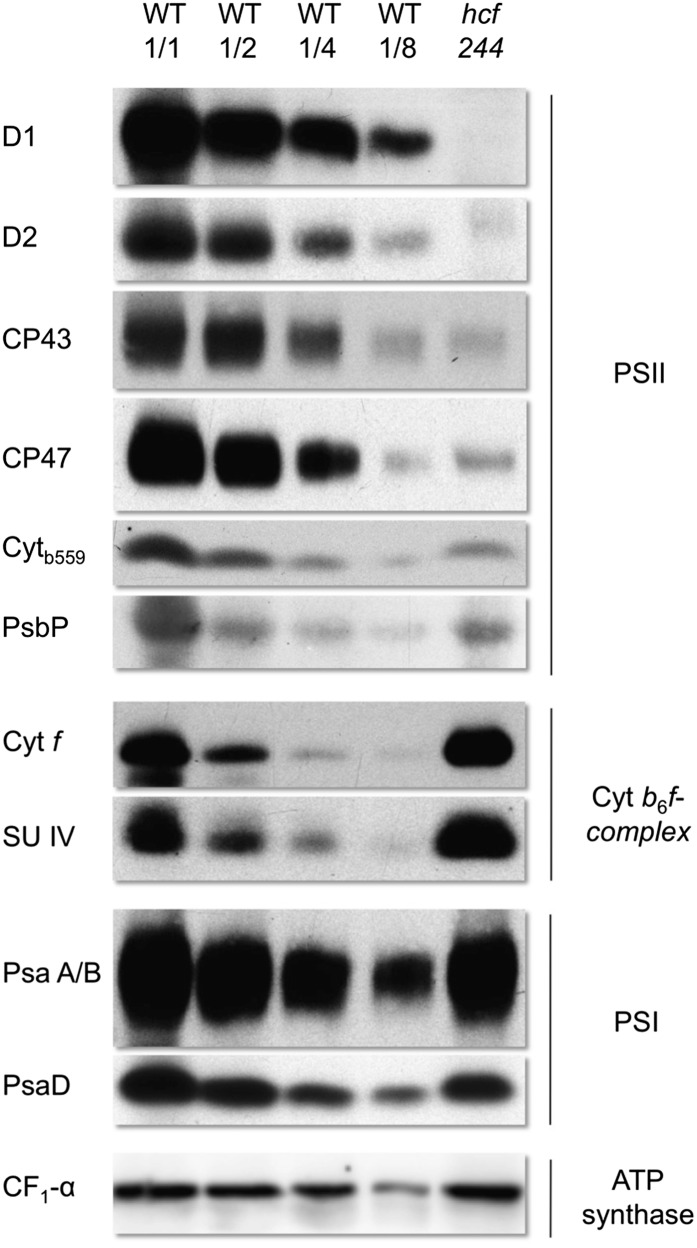 Figure 6.