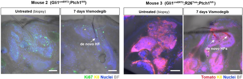 Figure 5—figure supplement 1.