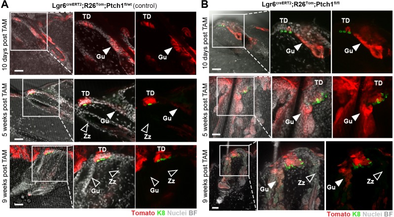 Figure 1—figure supplement 2.