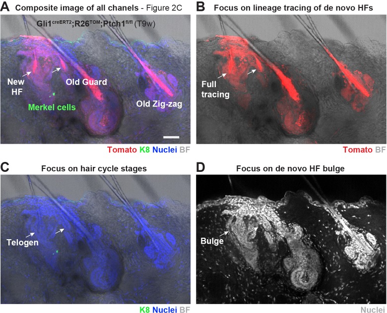 Figure 2—figure supplement 2.