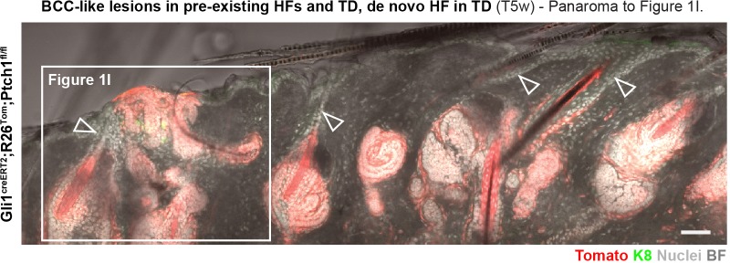 Figure 1—figure supplement 3.