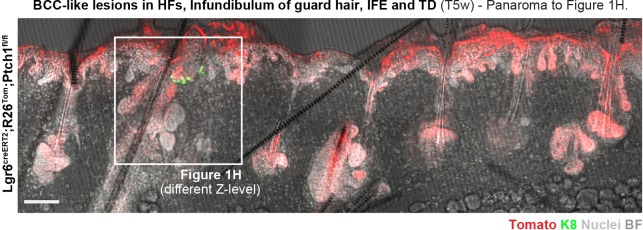 Figure 1—figure supplement 1.