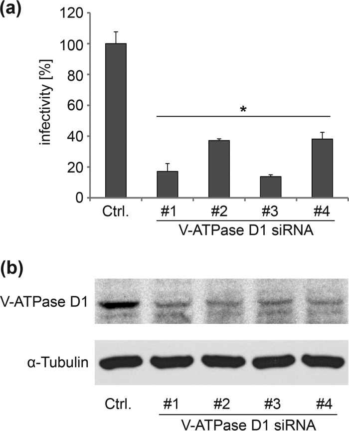 FIG 1