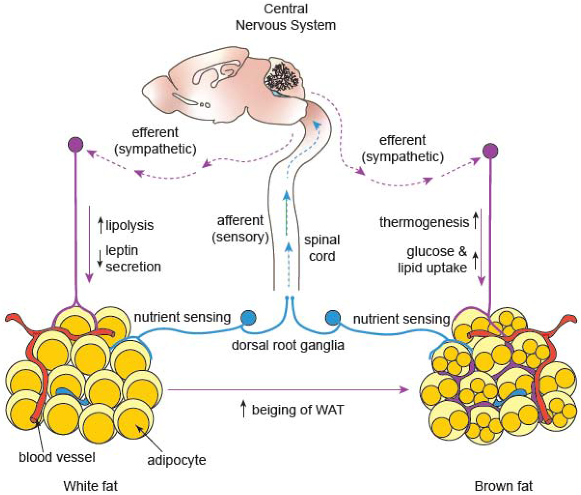 Figure 2: