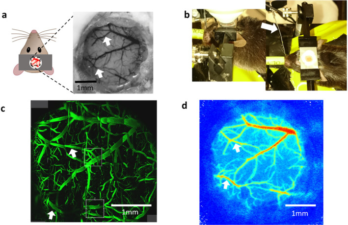 FIGURE 2