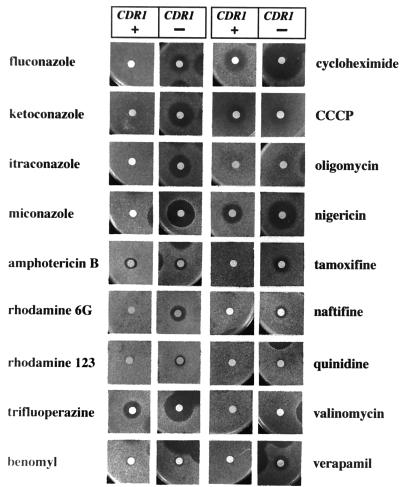 FIG. 6