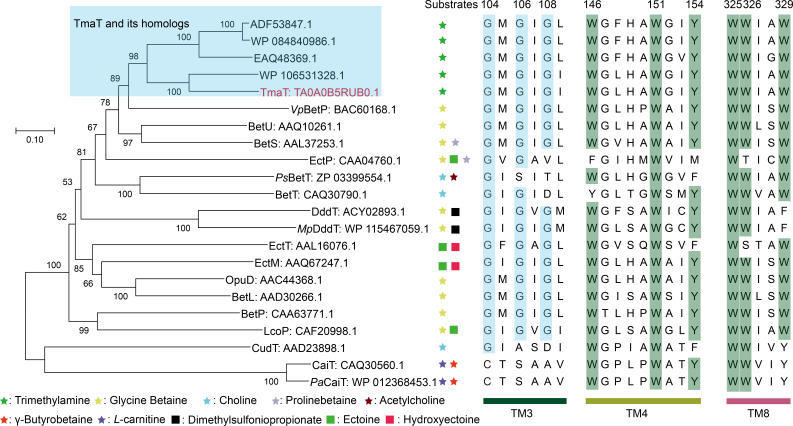 Phylogenetic tree of TmaT and homologs, with substrate specificity indicated by colored stars and squares. Alignment depicts conserved residues in TM3, TM4, and TM8 regions across different transporters.