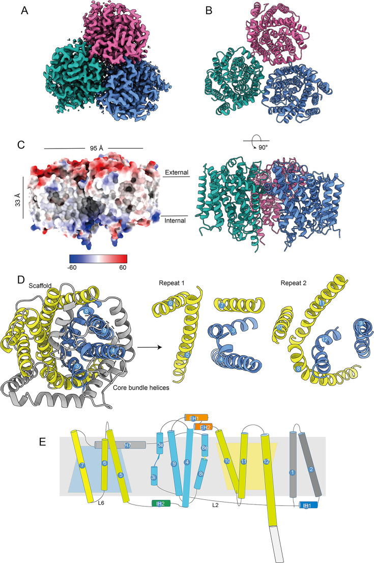 Protein structure visualizations depict molecular assembly in different orientations, surface charge distribution, scaffold and core helices, and schematic of transmembrane topology with labeled helices and structural repeats.