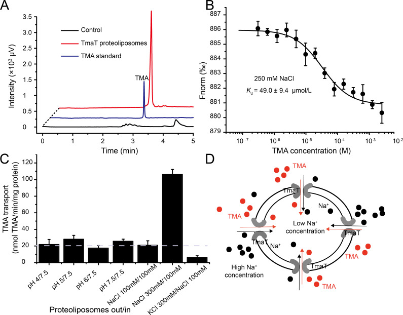 Chromatogram, binding curve, bar graph, and schematic depict TMA transport and binding in TmaT proteoliposomes, highlighting Na+-dependent TMA transport efficiency.