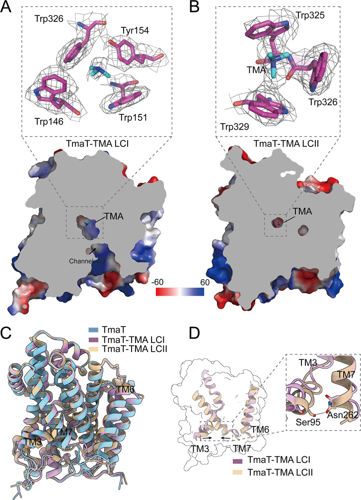 Structural views of TmaT-TMA binding, depicting binding sites with key residues (Trp326, Tyr154, etc.), surface electrostatics, and alignment of TmaT conformations (LCI and LCII). Inset highlights interactions involving TM3, TM6, and TM7 helices.