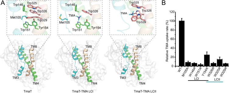 Structural views of TMA binding in TmaT, highlighting interactions with key residues. Bar graph depicts relative TMA uptake rates for wild-type and mutant variants, indicating the impact of specific residue changes on uptake efficiency.