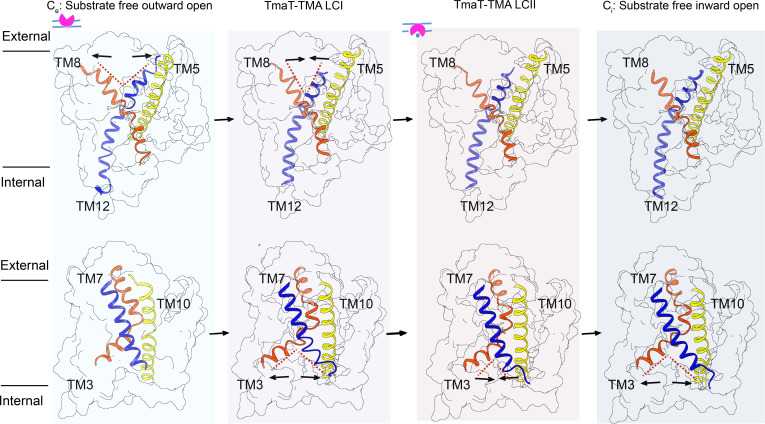 Structural illustrations depict conformational states of TmaT during TMA transport, exhibiting outward and inward open states with key transmembrane helices involved in substrate translocation. Arrows indicate conformational transitions.