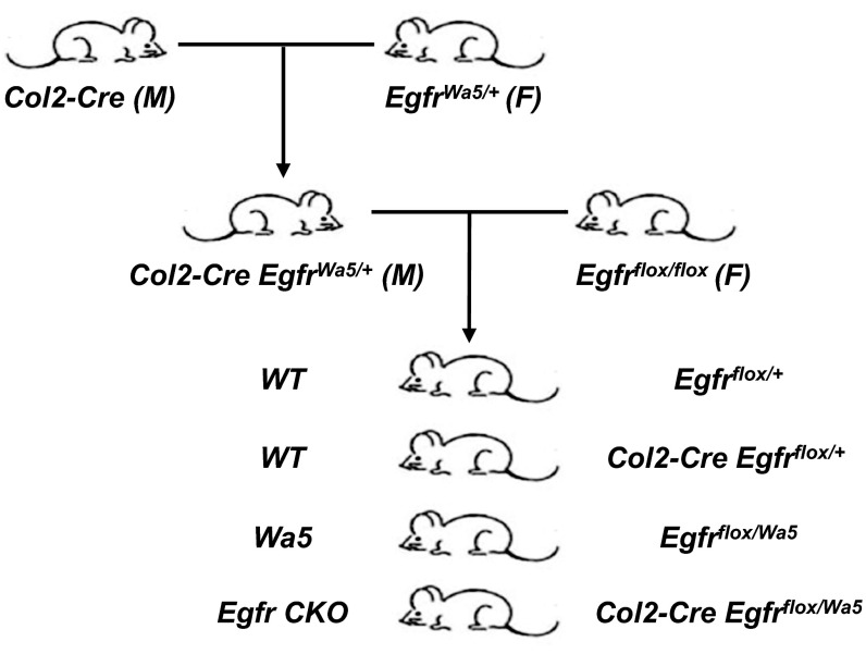 Fig. S2.