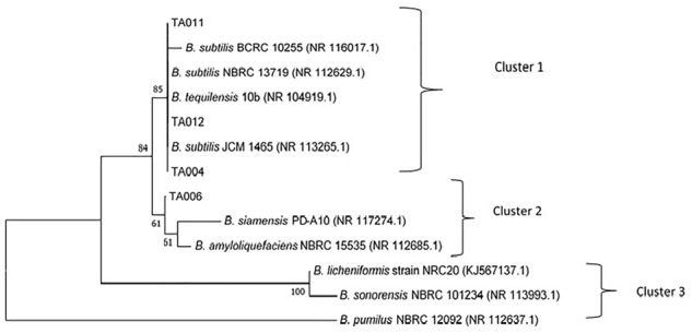 FIGURE 4