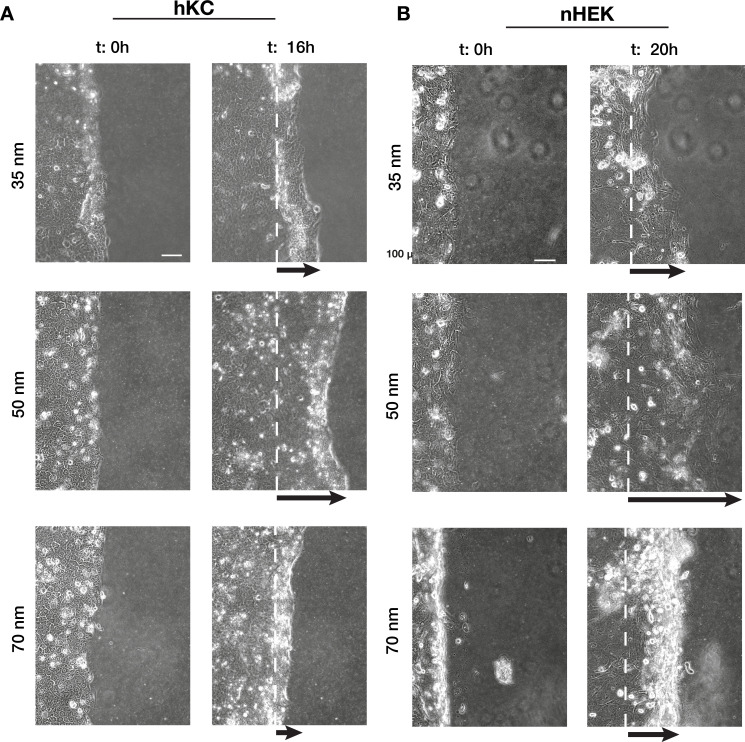 Figure 1—figure supplement 3.