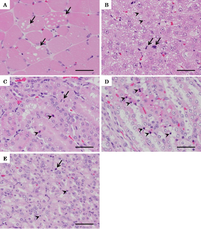 Fig. 4.