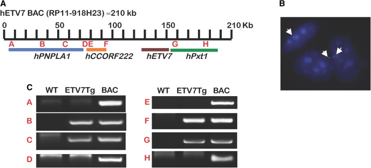 Fig. 2