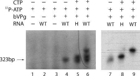 FIG. 8.