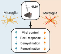 graphic file with name GLIA-68-2345-g008.jpg