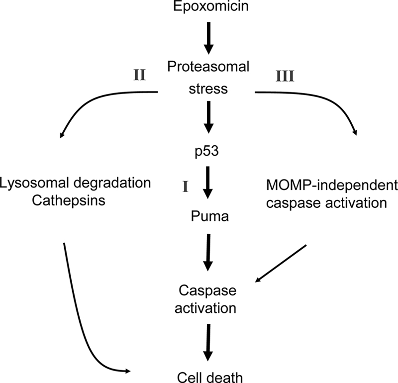 FIG. 11.