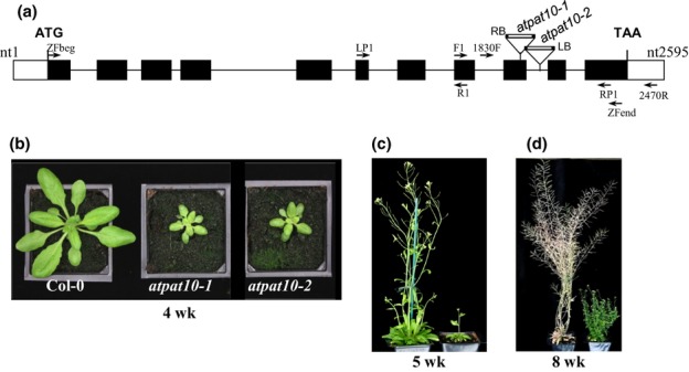 Fig. 3