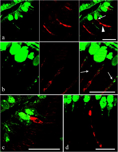 Fig. 7