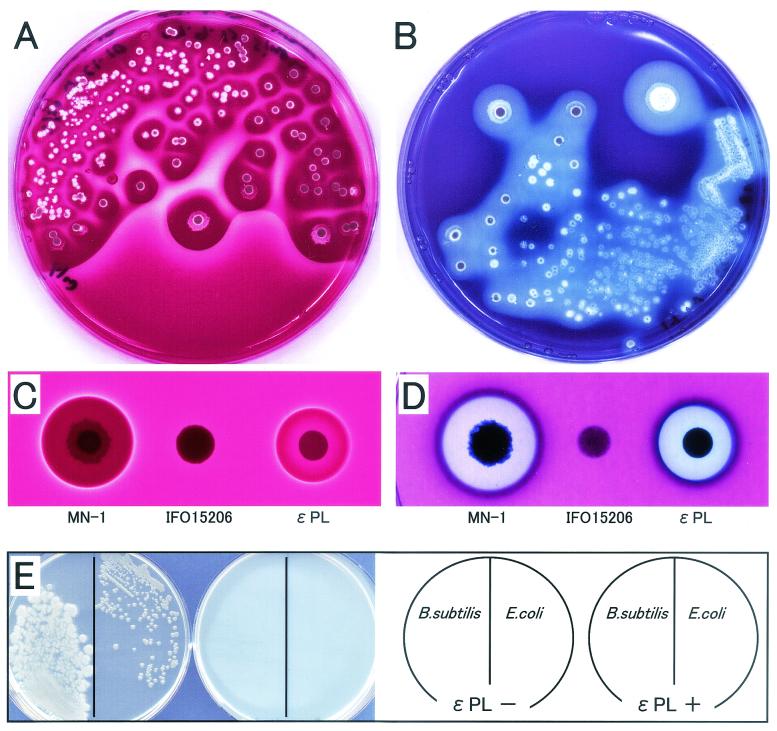 FIG. 2.